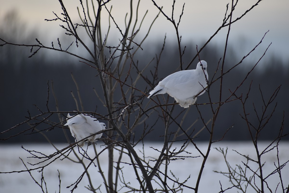 Willow Ptarmigan - ML628136900