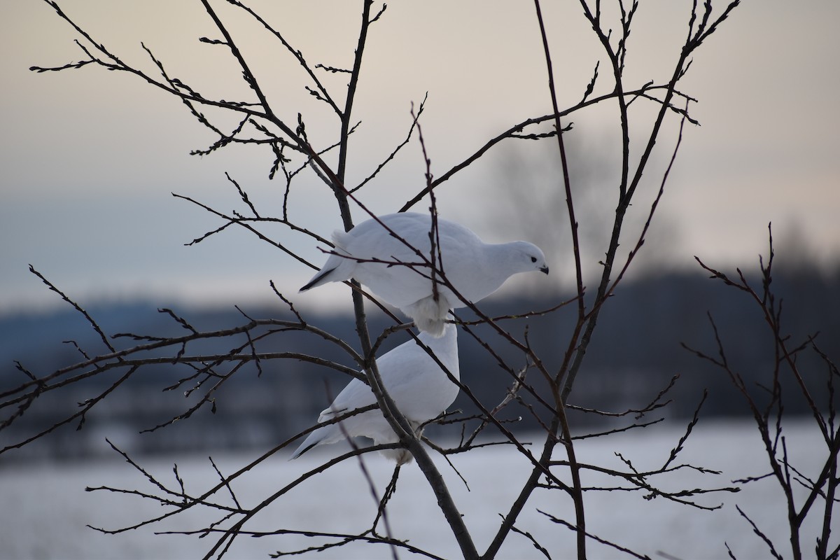 Willow Ptarmigan - ML628136901