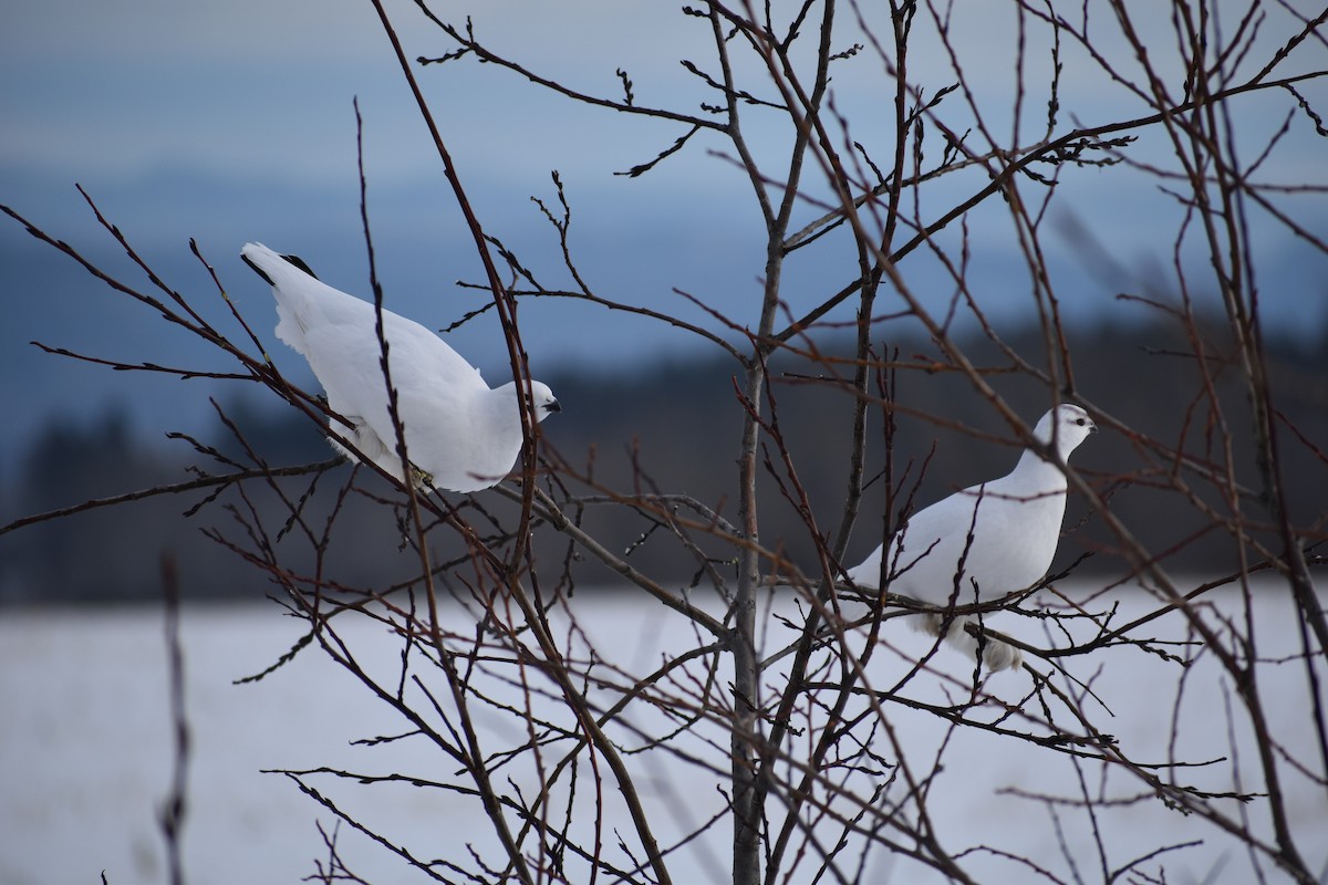 Willow Ptarmigan - ML628136902