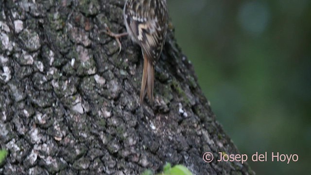 Short-toed Treecreeper - ML628137011