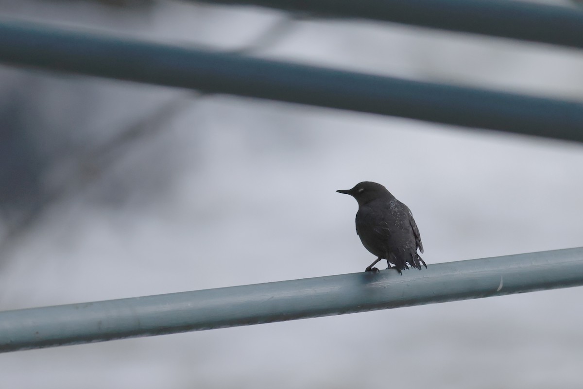 American Dipper - ML628137018
