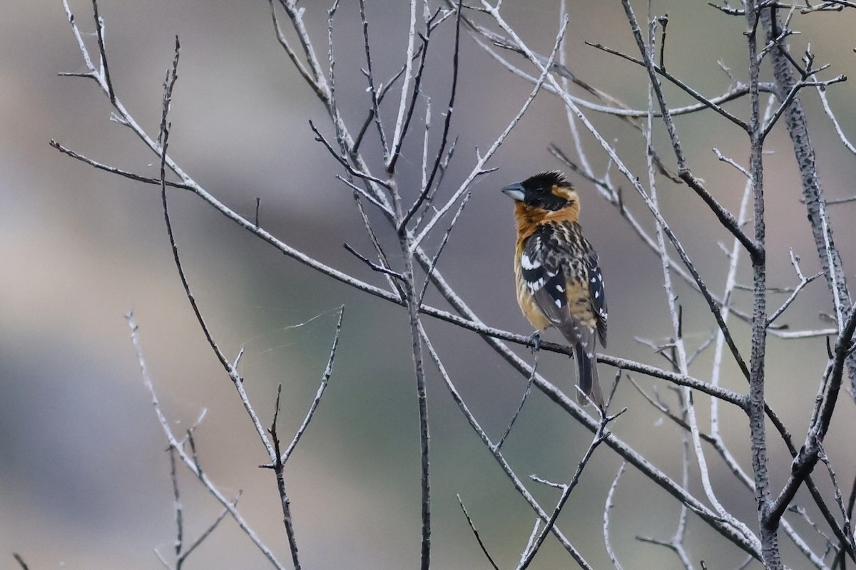 Black-headed Grosbeak - ML628137035