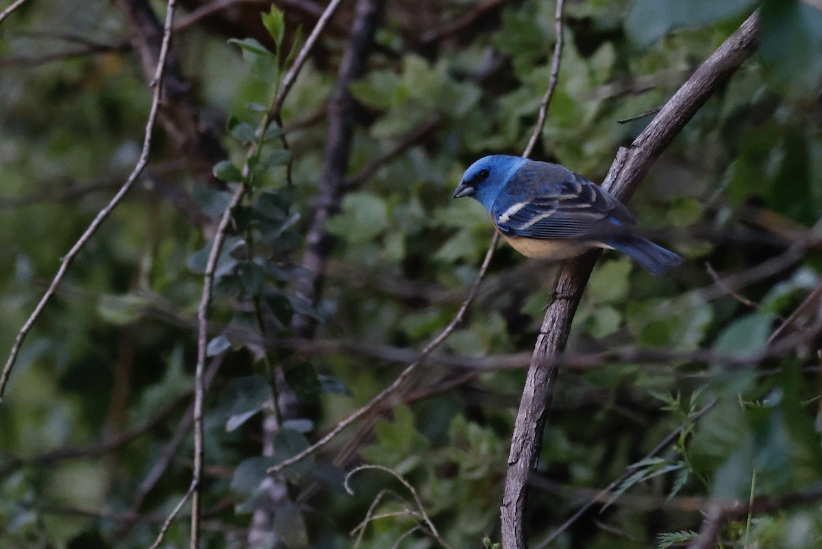 Lazuli Bunting - ML628137075