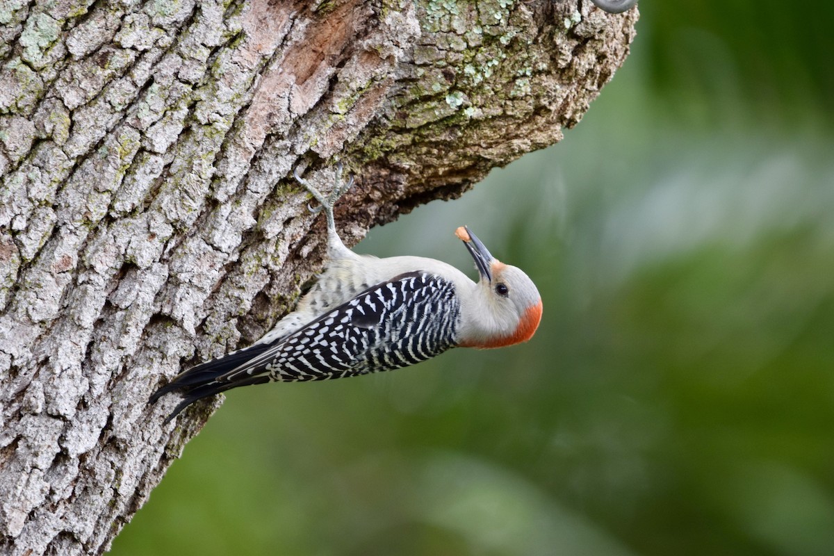 Red-bellied Woodpecker - ML628137273