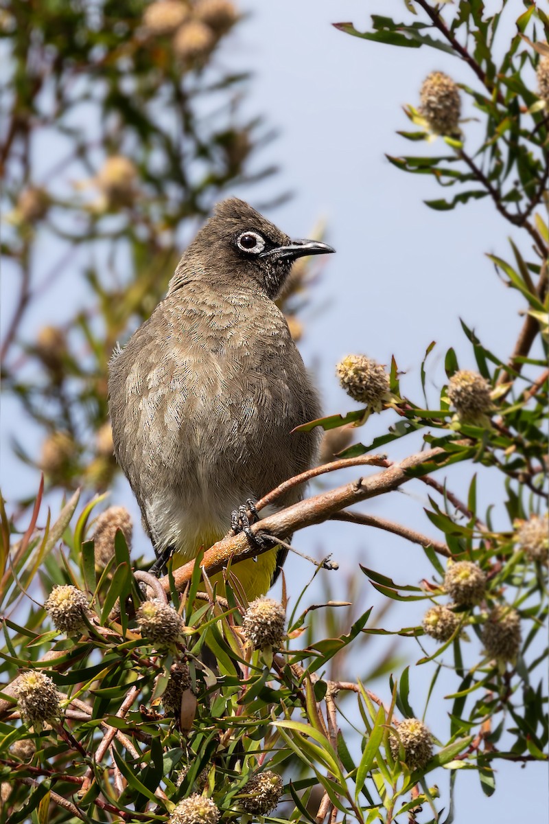 Cape Bulbul - ML628137641