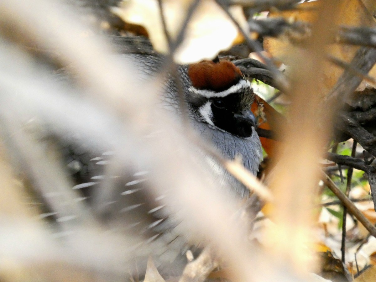 Gambel's Quail - ML628137998