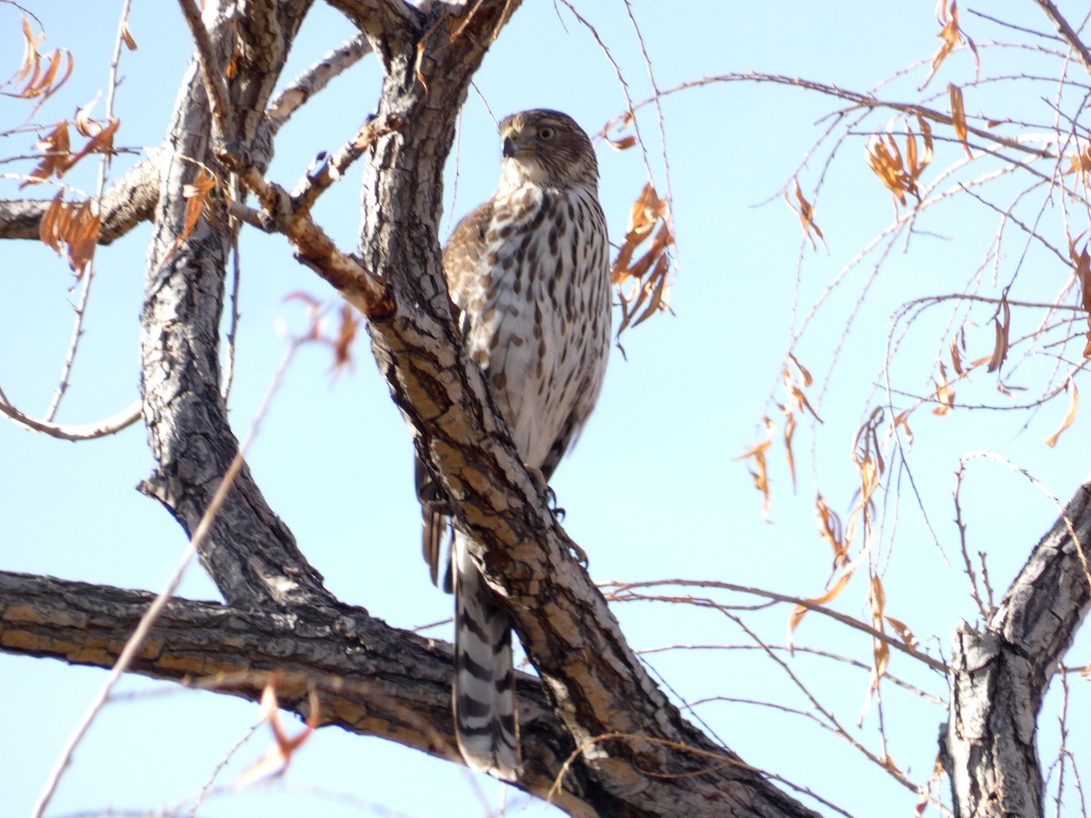 Cooper's Hawk - ML628138006