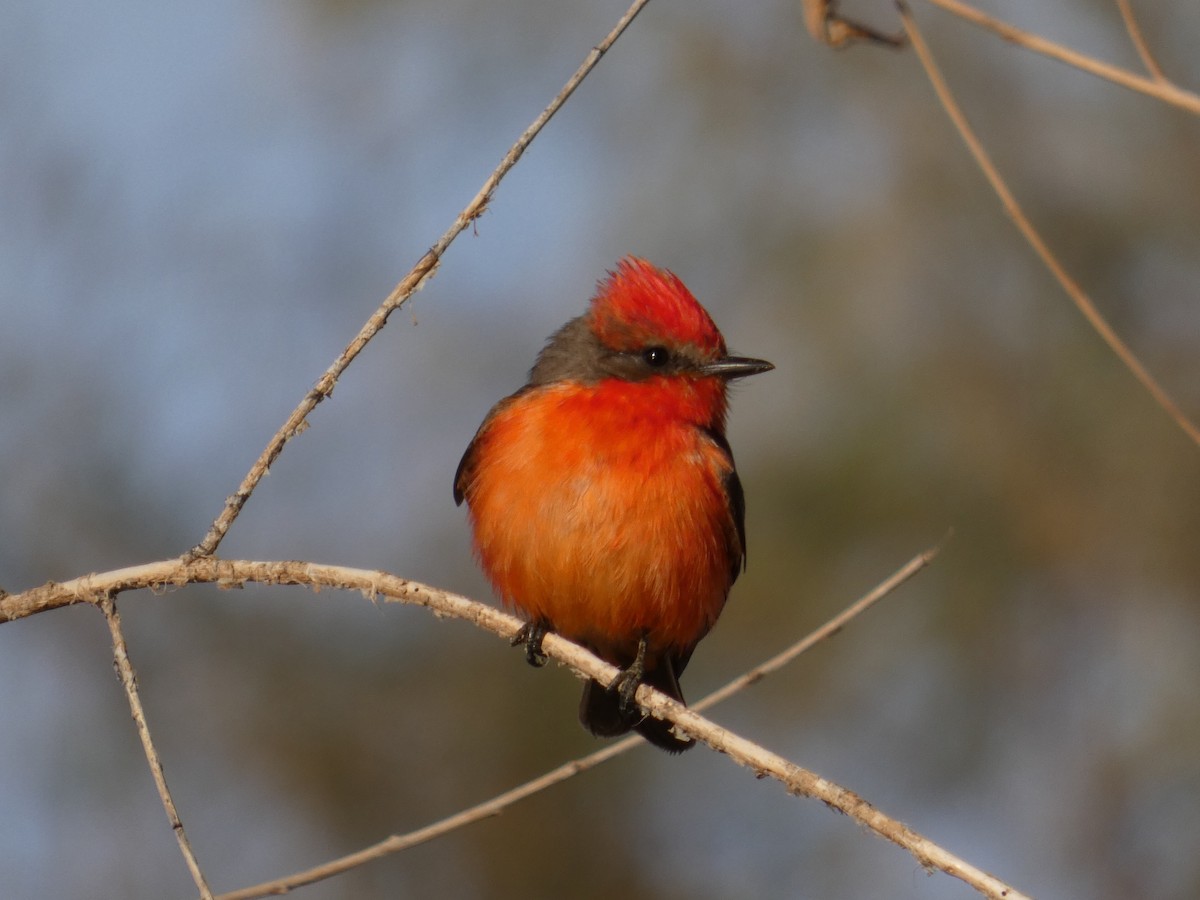 Vermilion Flycatcher - ML628138018