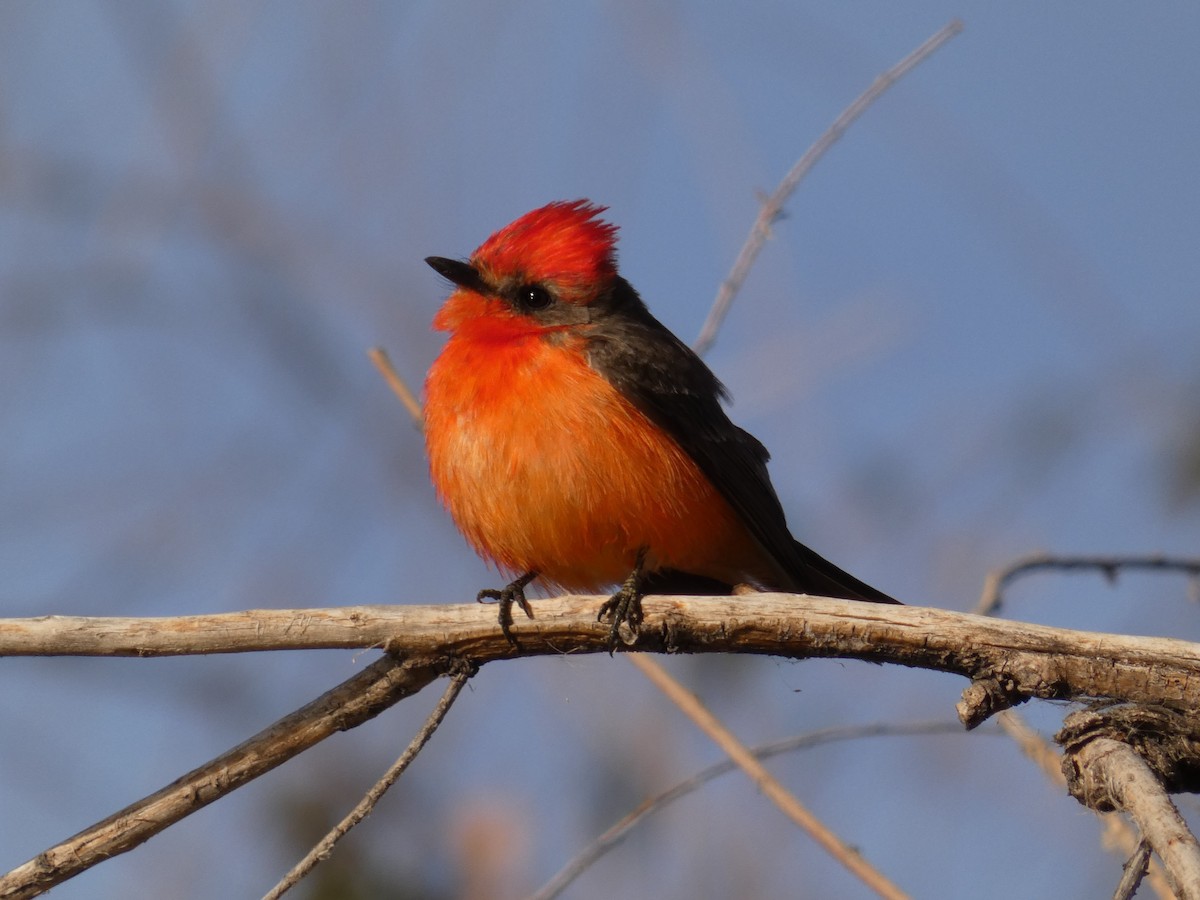 Vermilion Flycatcher - ML628138019