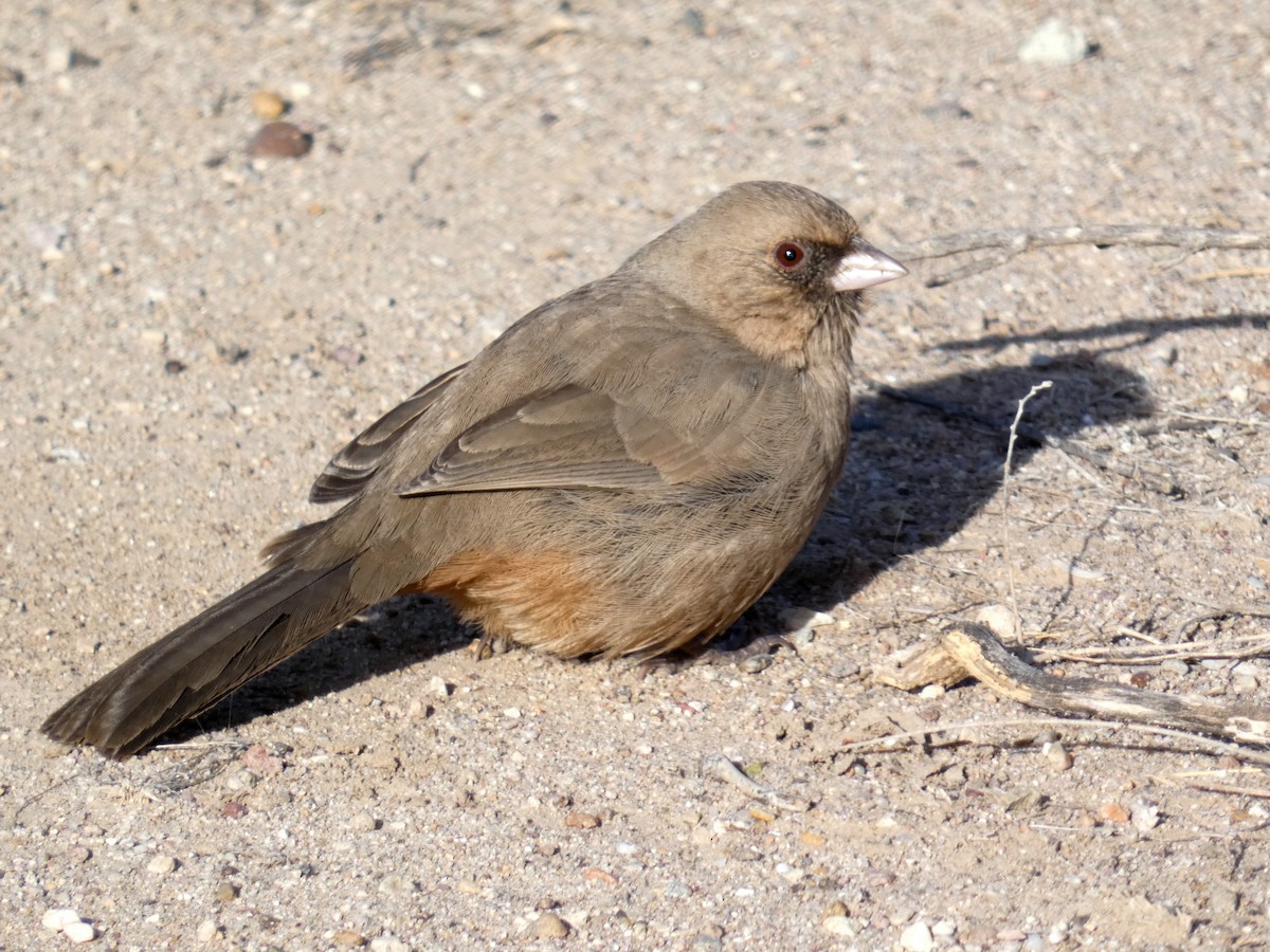 Abert's Towhee - ML628138037