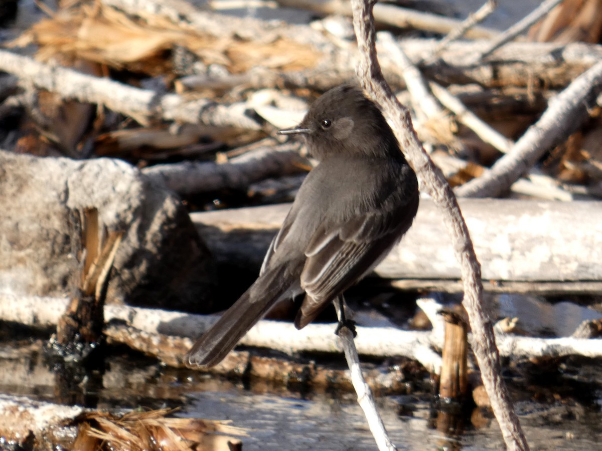 Black Phoebe - ML628138138