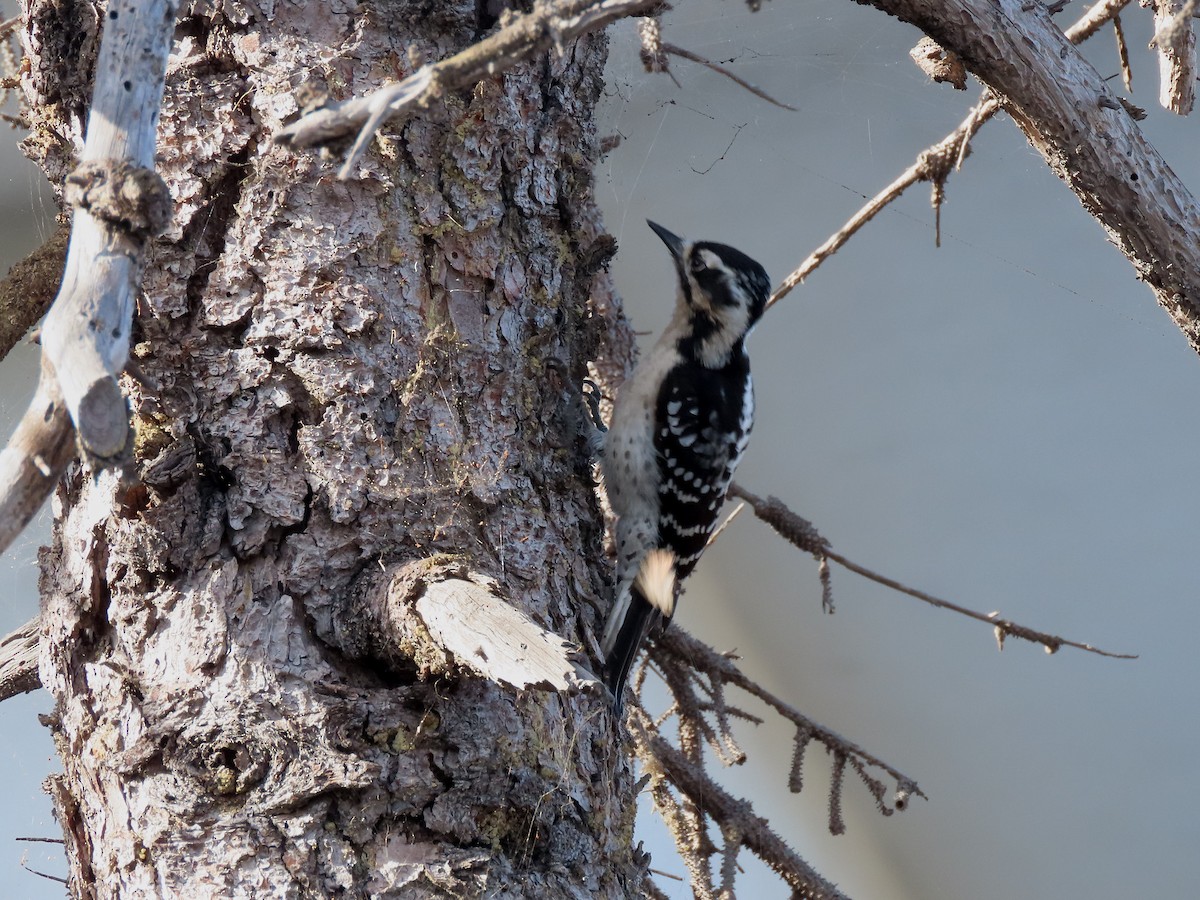Downy x Nuttall's Woodpecker (hybrid) - ML628138305