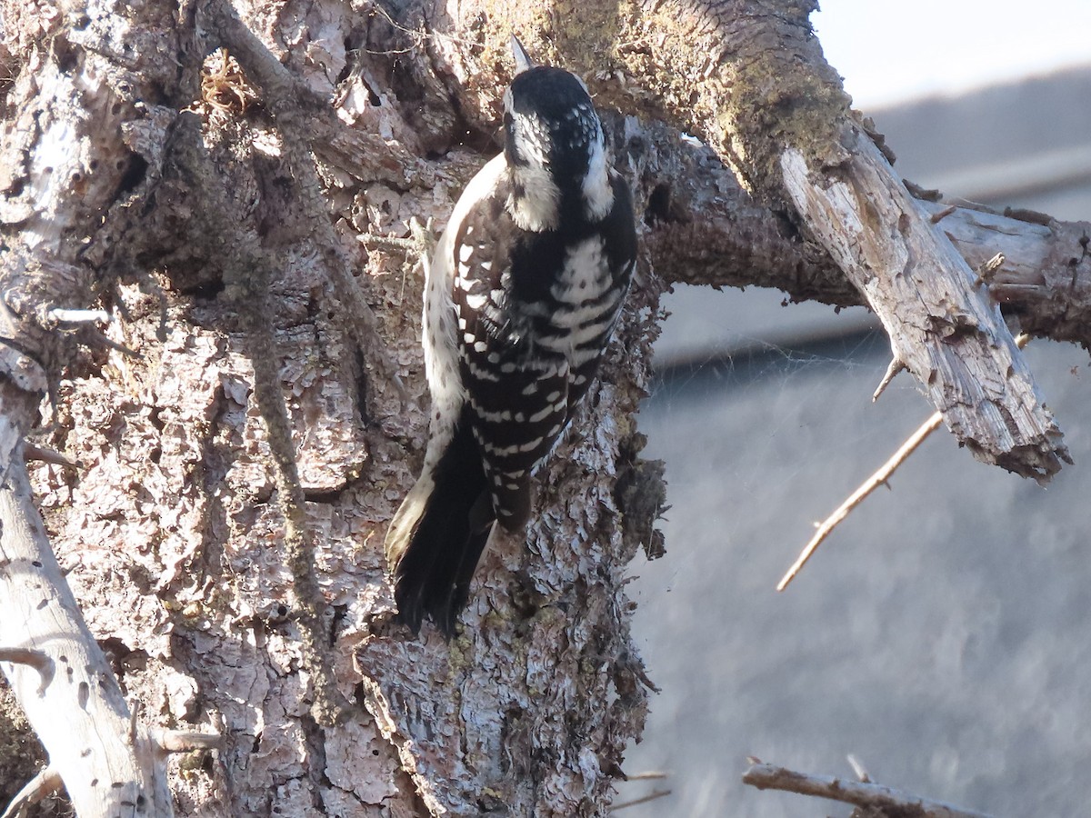 Downy x Nuttall's Woodpecker (hybrid) - ML628138323