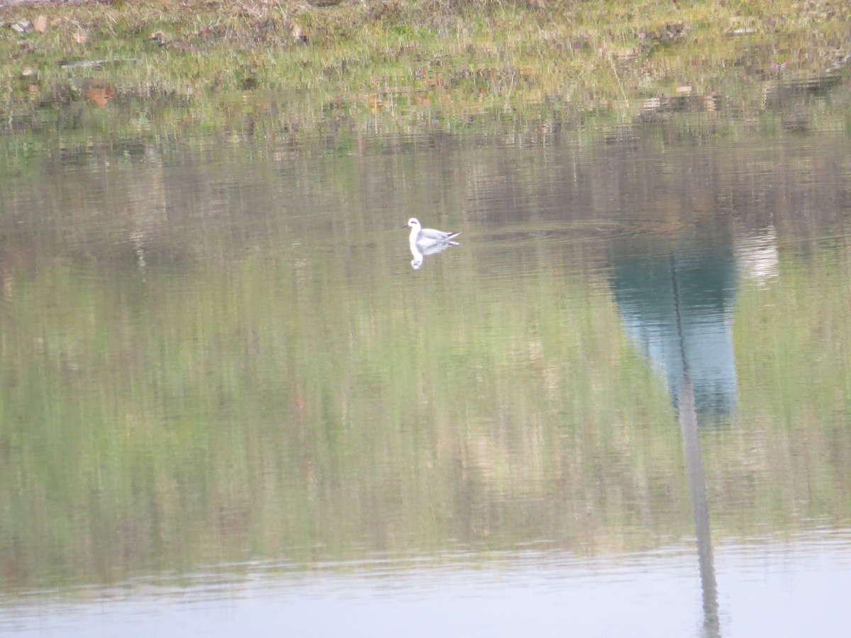 Falaropo beccolargo - ML628138528