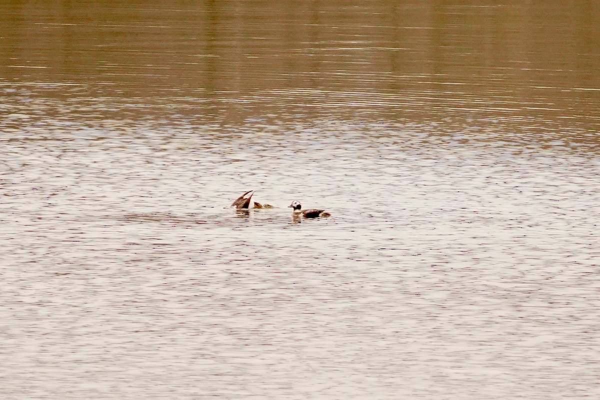 Long-tailed Duck - ML628138644