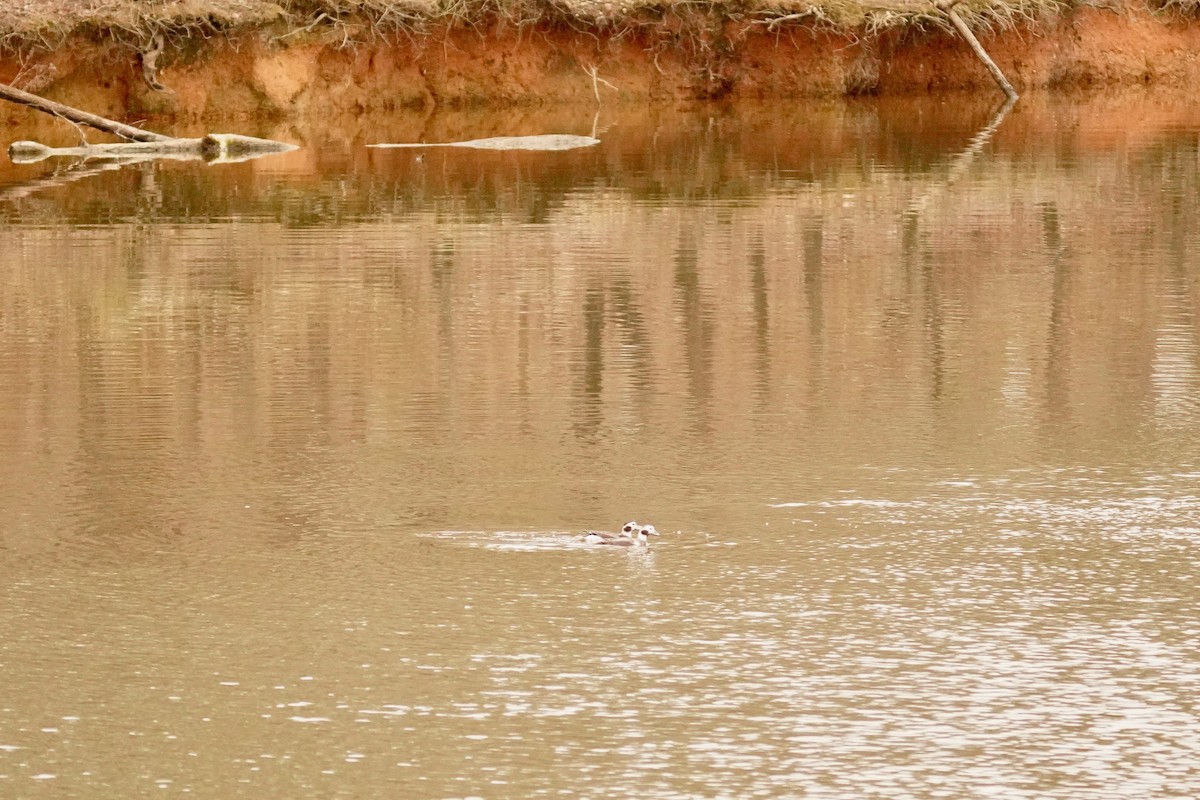 Long-tailed Duck - ML628138645