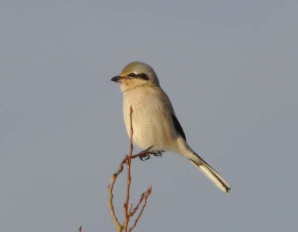 ťuhýk severní - ML628138703