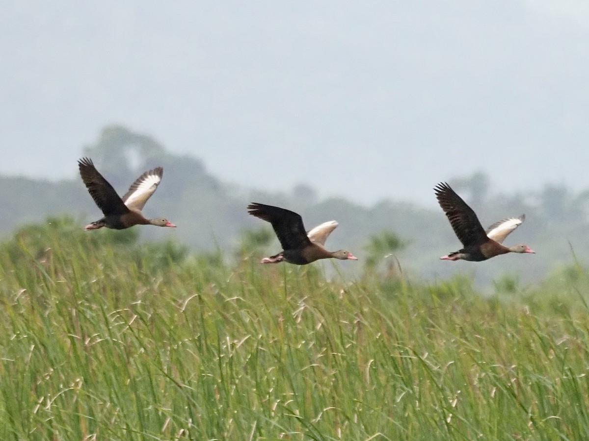 Black-bellied Whistling-Duck (fulgens) - ML628138879