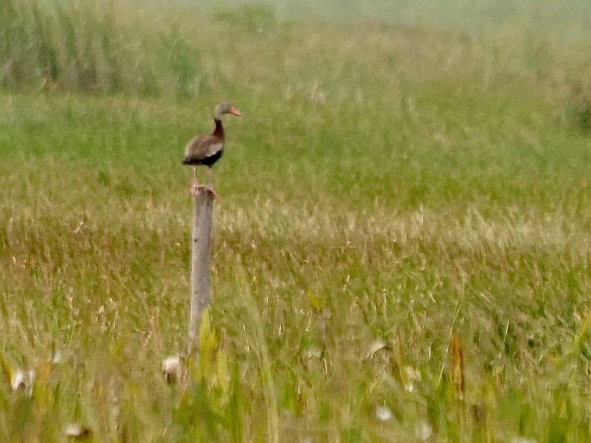 Black-bellied Whistling-Duck (fulgens) - ML628138880