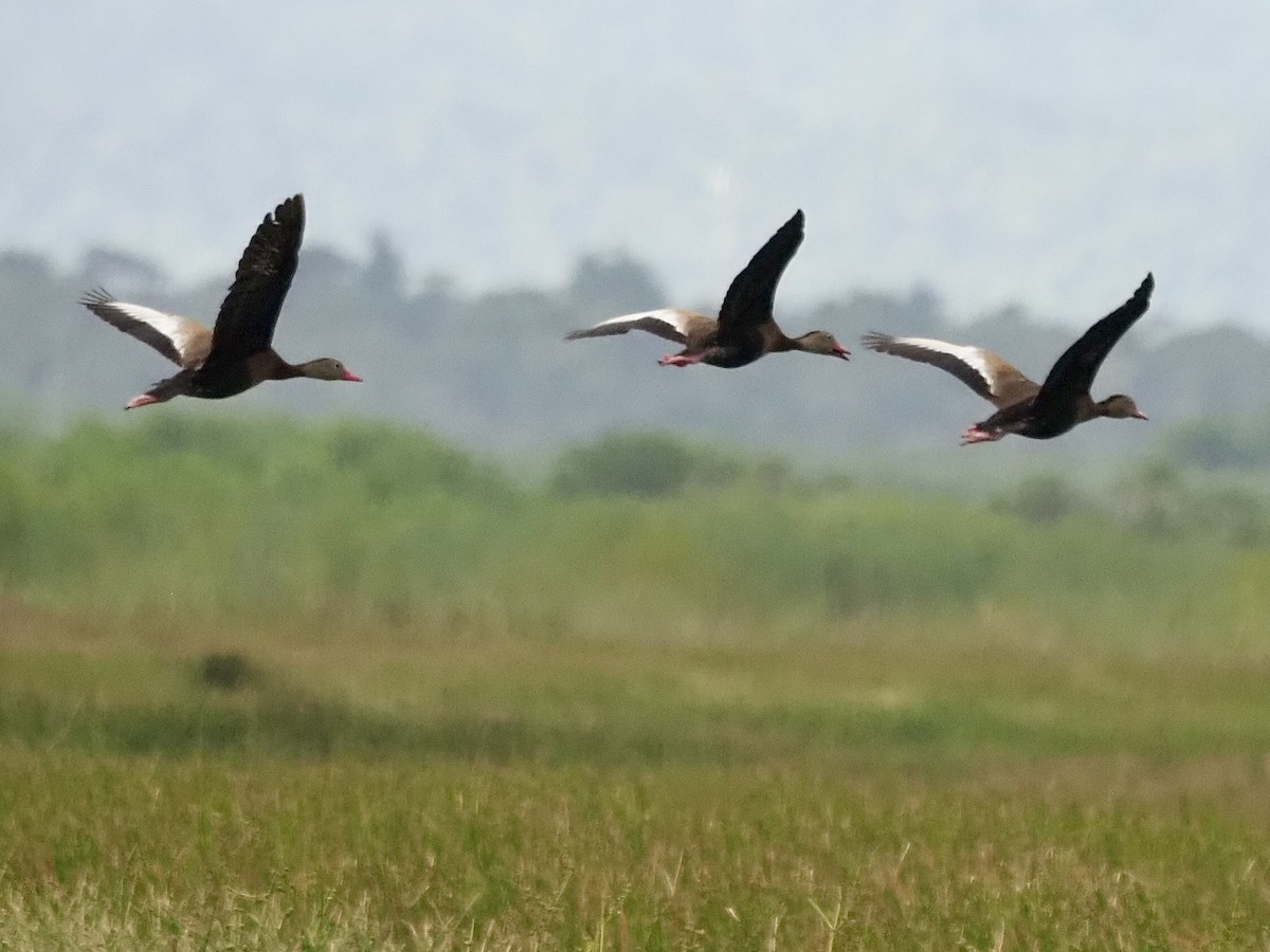 Black-bellied Whistling-Duck (fulgens) - ML628138881