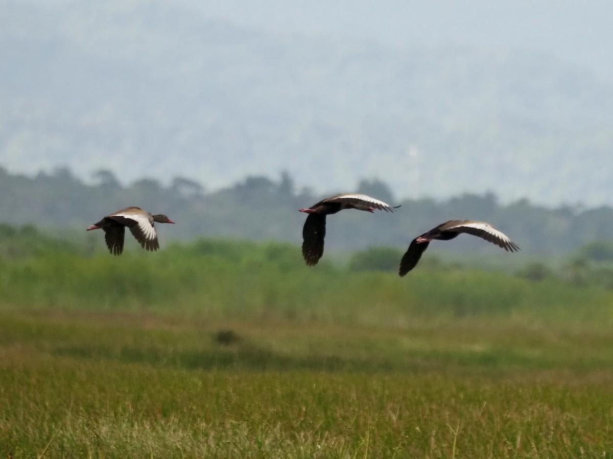 Black-bellied Whistling-Duck (fulgens) - ML628138882
