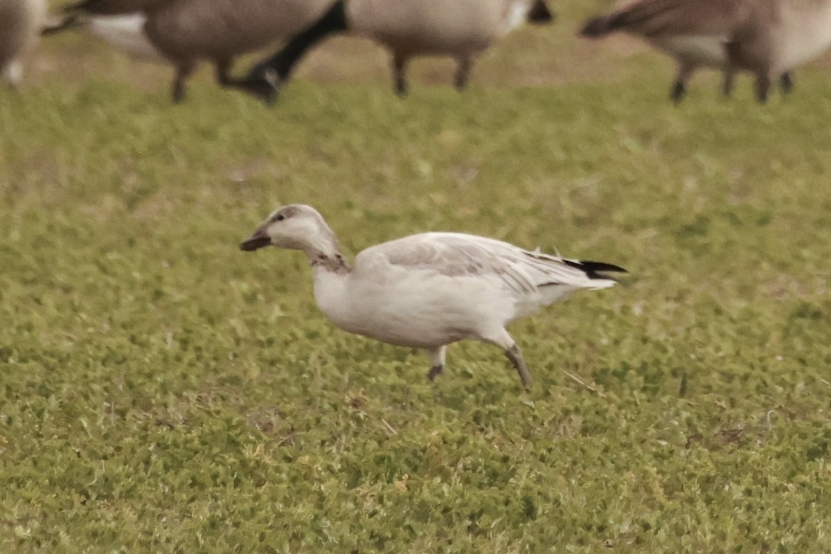 Snow Goose - ML628138924