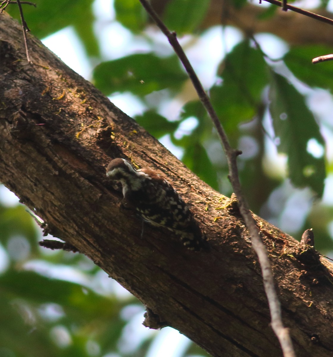 Brown-capped Pygmy Woodpecker - ML628138976