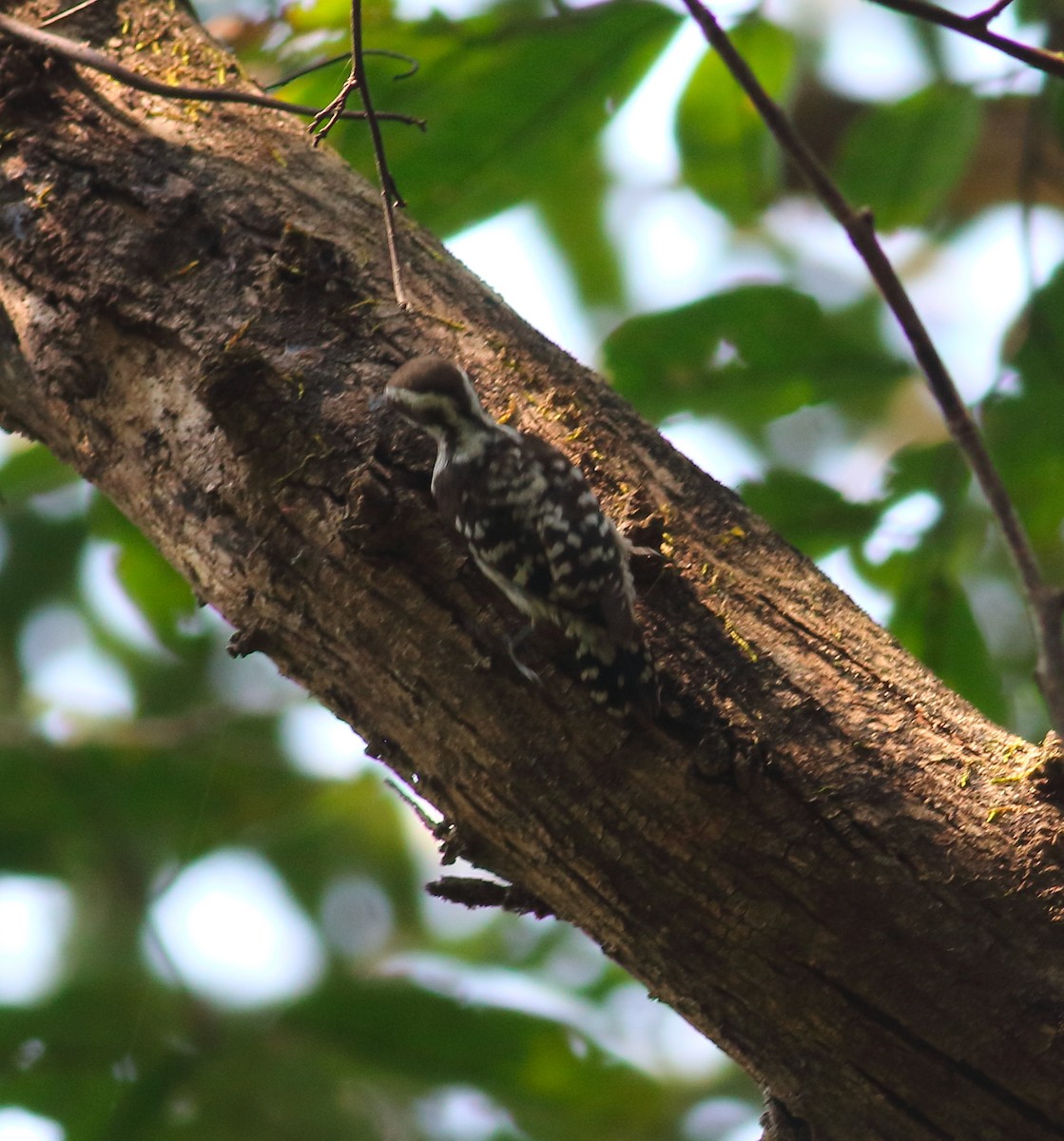 Brown-capped Pygmy Woodpecker - ML628138978