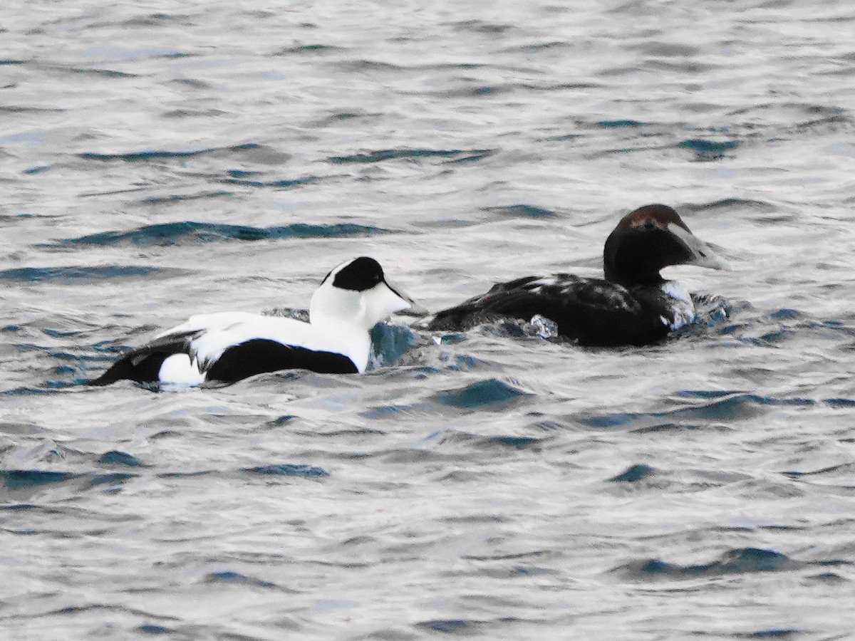 Eider arrunta - ML628139147