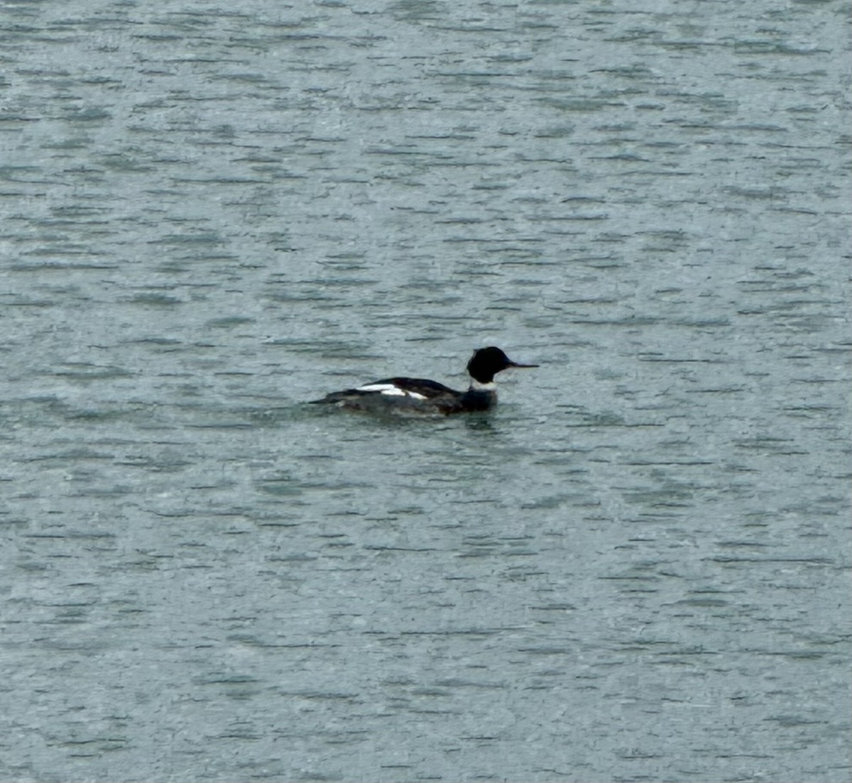 Red-breasted Merganser - ML628139154