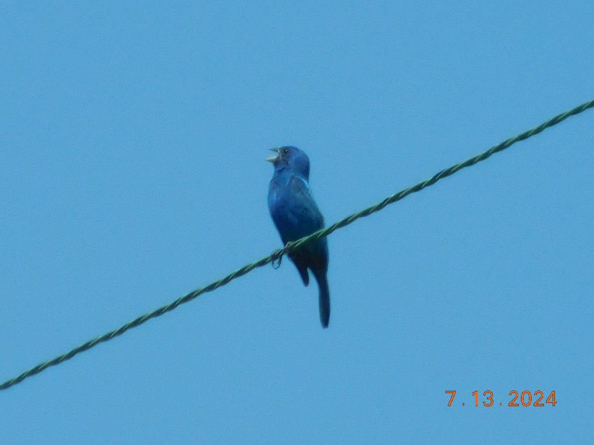 Indigo Bunting - ML628139206