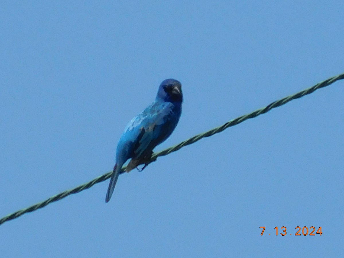Indigo Bunting - ML628139210