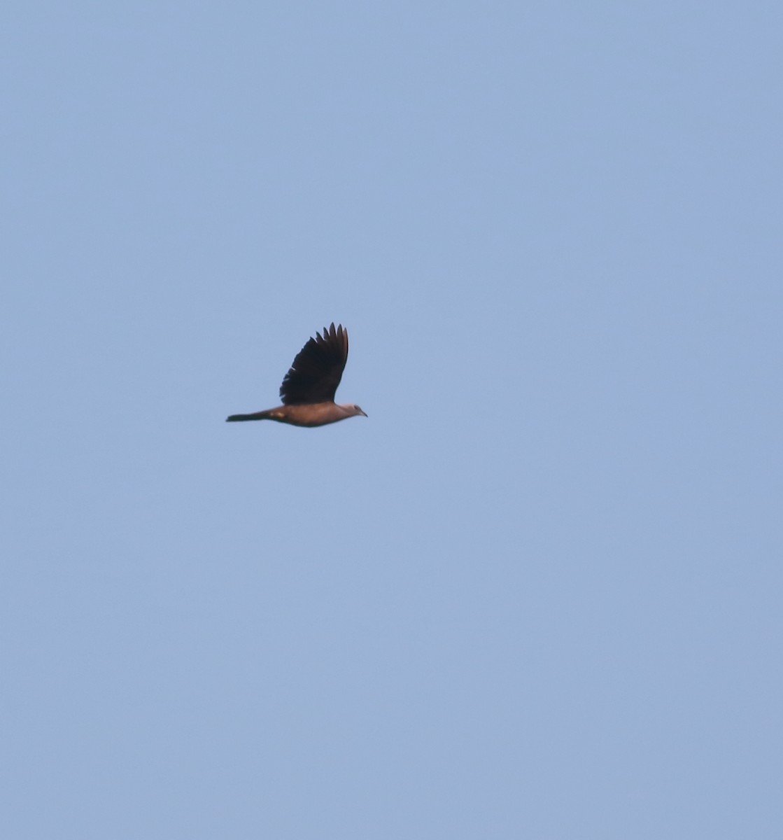 Malabar Imperial-Pigeon - ML628139217