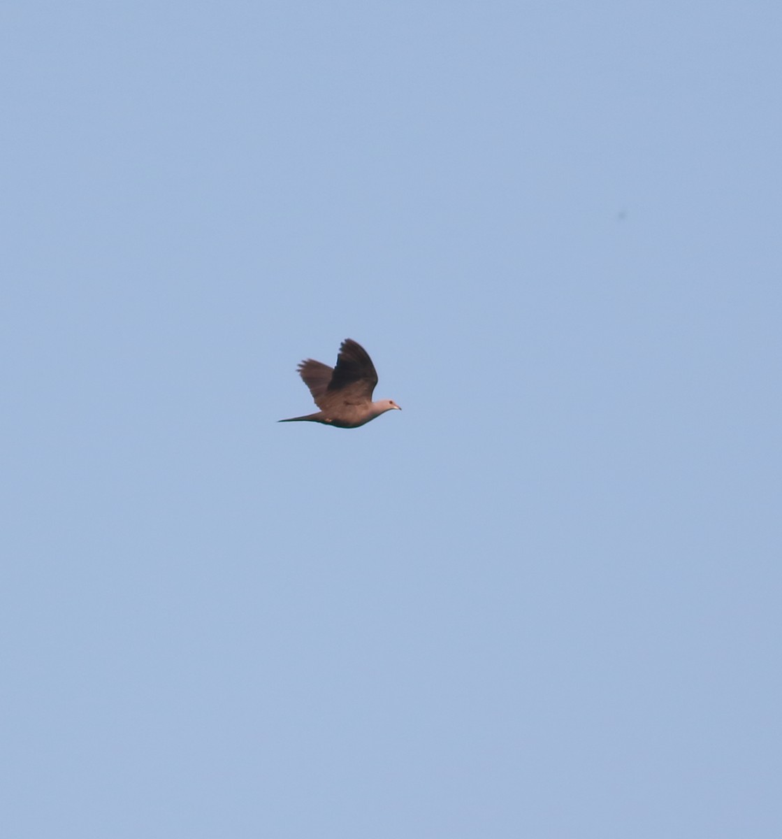 Malabar Imperial-Pigeon - ML628139222