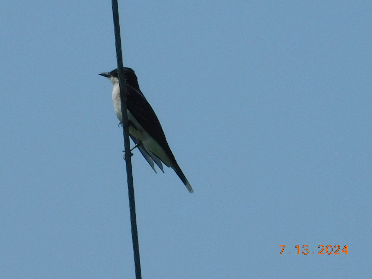 Eastern Kingbird - ML628139314