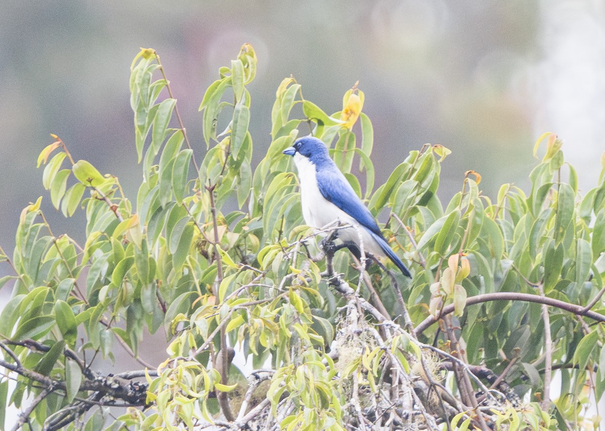 Madagascar Blue Vanga - ML628139414