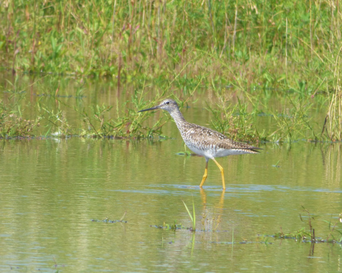 Greater Yellowlegs - ML62813961