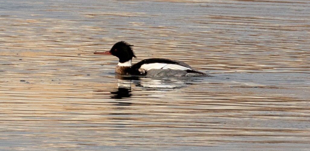 Red-breasted Merganser - ML628139682