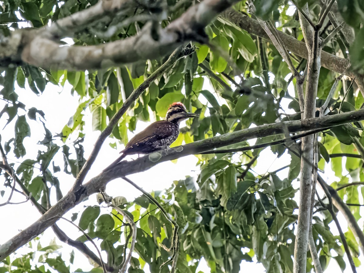 Fire-bellied Woodpecker - ML628139785