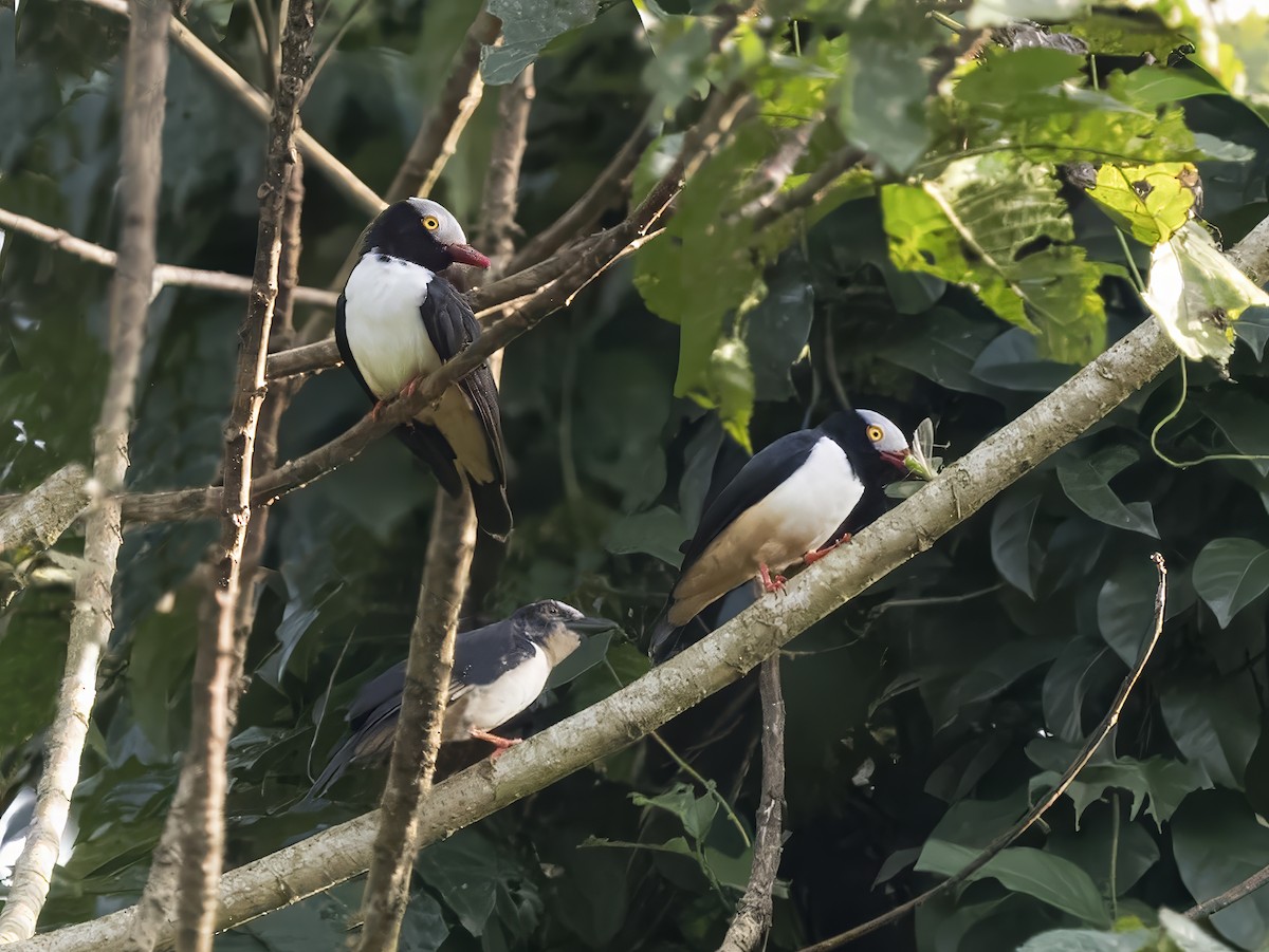 Red-billed Helmetshrike - ML628139793