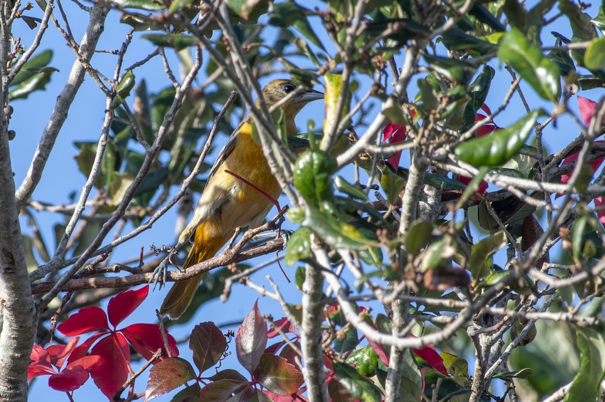 Baltimore Oriole - ML628139820