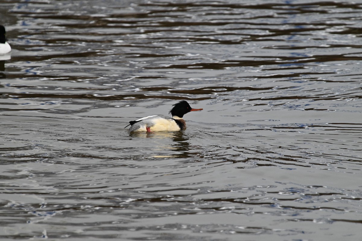 Red-breasted Merganser - ML628139830