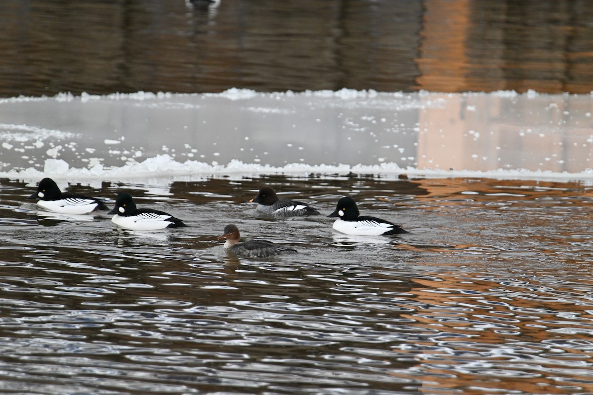 Red-breasted Merganser - ML628139839