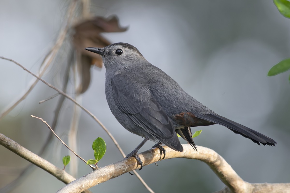 Gray Catbird - ML628139864