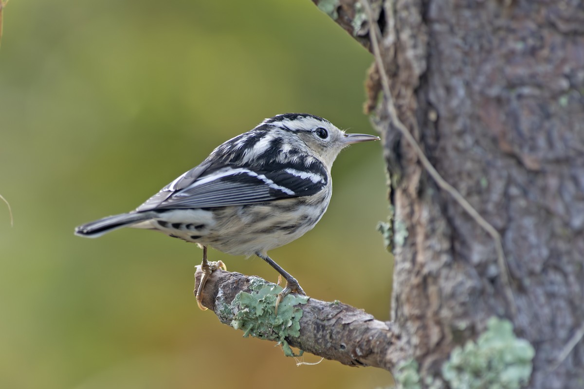 Black-and-white Warbler - ML628139944