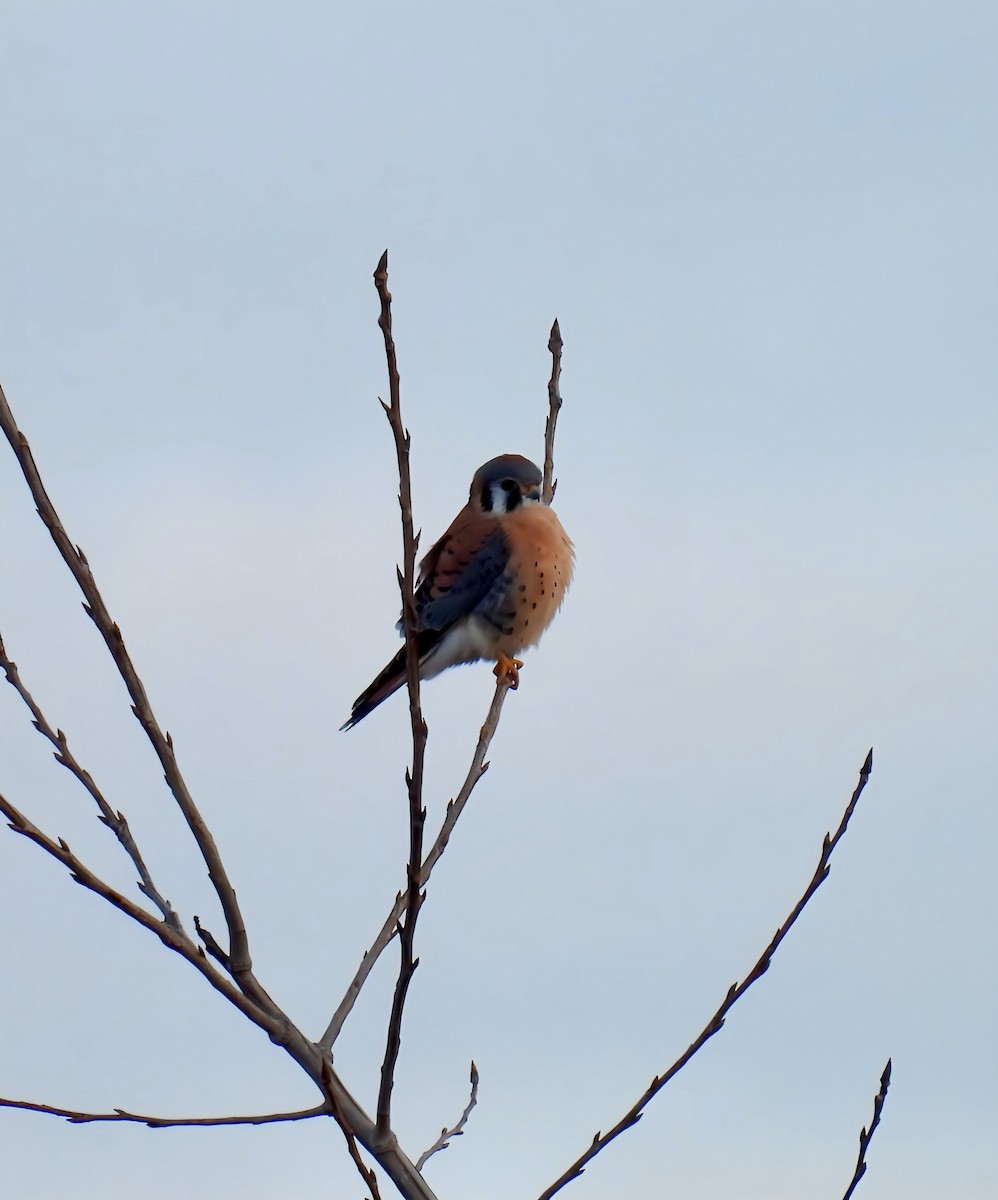 American Kestrel - ML628140190