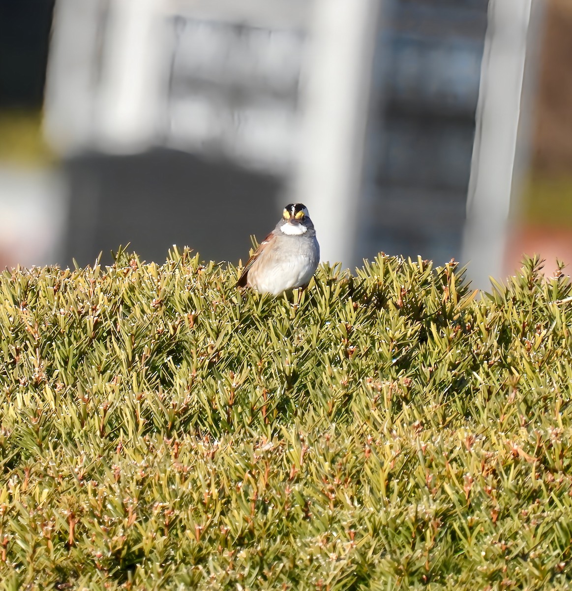 White-throated Sparrow - ML628140207