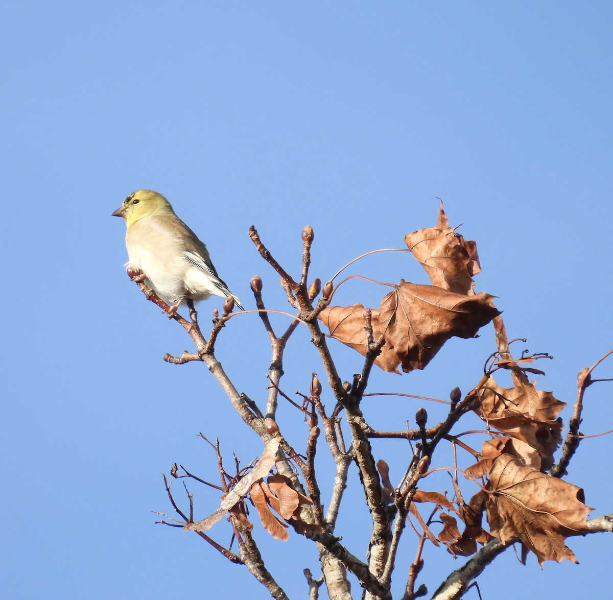 American Goldfinch - ML628140209