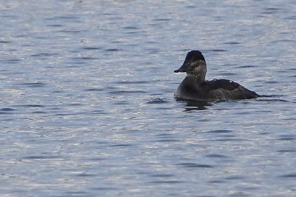 Ruddy Duck - ML628140234