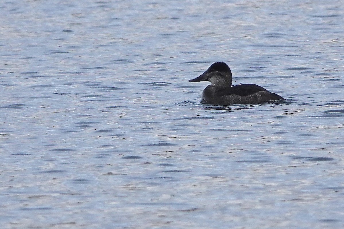Ruddy Duck - ML628140235